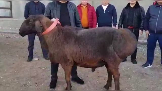 Даргинская шуточная песенка! смотреть онлайн