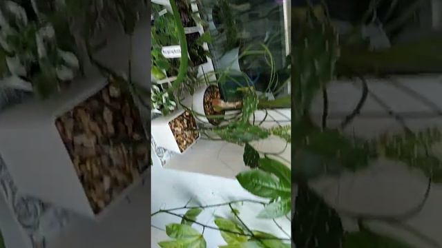 Зеленый балкон смотреть онлайн