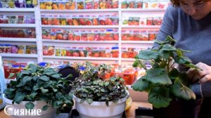 Весенняя подкормка домашних цветов.