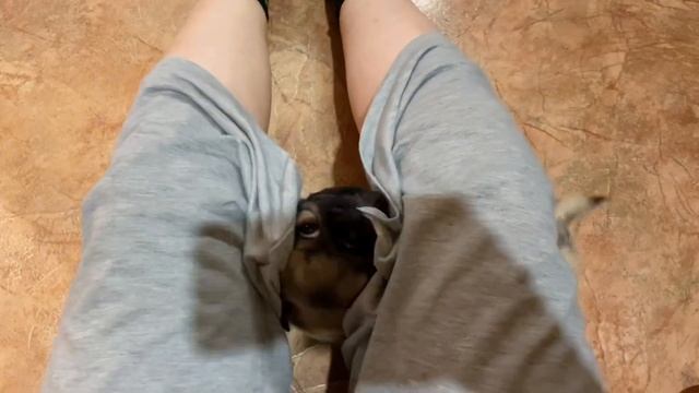 БУДНИ МОПСА? смотреть онлайн