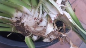 Деление и пересадка юкки.