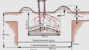 Черешня гигант ред. Описание, посадка, формирование
