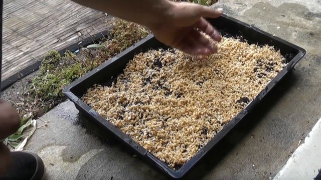 How to grow wheatgrass смотреть онлайн