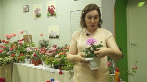 Пеларгонии: выбор сорта, уход и размножение