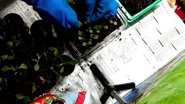 Пикировка георгин! смотреть онлайн