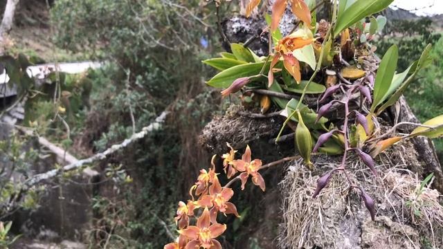 Odontoglossum cristatellum смотреть онлайн