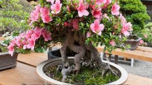 Почему азалия сбрасывает листья и что делать в домашних условиях