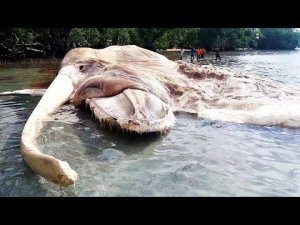 Странные Находки Выброшенные на Пляж