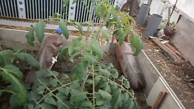 Томаты на ПМЖ в теплице 12 апреля. ИК пленка теплого пола для аварийного отопления в заморозки смотреть онлайн