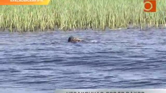 Запрет рыбалки в Самарской области до 1 июля удивляет даже инспекторов Рыбнадзора смотреть онлайн