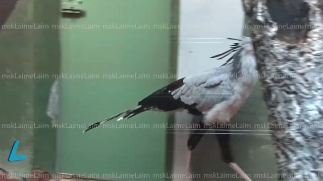Птица секретарь самец смотреть онлайн