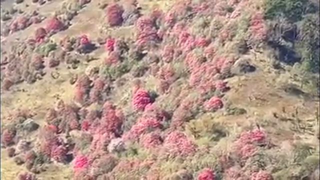 Beautiful jungle of Nepal / Rhododendron flower लाली गुराँसको वन पूर्वी रूकूम смотреть онлайн