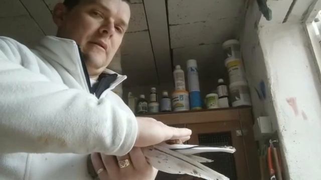 Как определить пол у взрослых голубей #Pigeon #Голуби смотреть онлайн