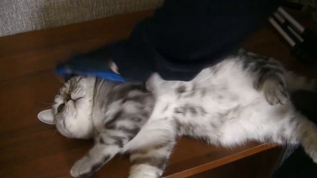 Посылка для котика с Алиэкспресс смотреть онлайн