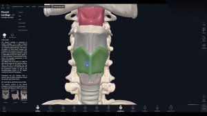 Анатомия для вокалиста.  Гортань, подъязычная кость, щитовидный и перстневидный хрящ