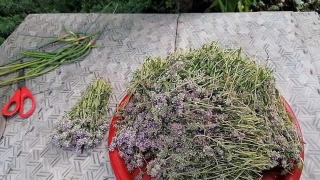 СОБИРАЕМ И СУШИМ ЧАБРЕЦ  ПОЛЕЗНЫЕ ТРАВЫ.