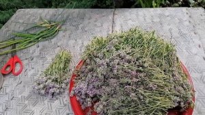 СОБИРАЕМ И СУШИМ ЧАБРЕЦ  ПОЛЕЗНЫЕ ТРАВЫ.