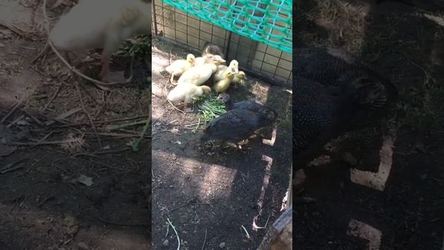 Утята и цесарки на выгуле смотреть онлайн