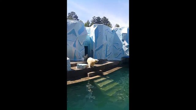 Белые медведи плавают с канистрами 2016 Новосибирский зоопарк