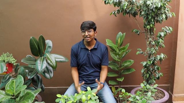 5 Varieties of FICUS PLANT (in Hindi) || FICUS Benjamina, Elastica, Panda, Lyrata, Microcarpa смотреть онлайн