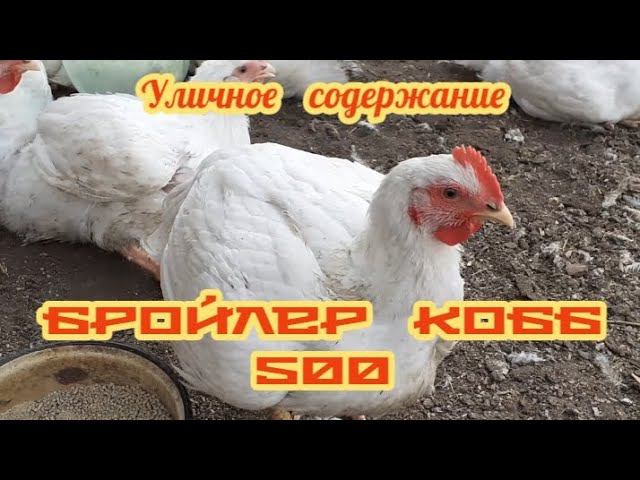 Нашим брюликам - 45 дней.... Растим без пропоик.... смотреть онлайн