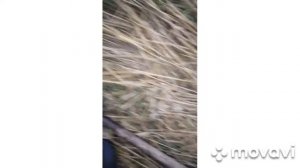 металлокоп с мд пиратом смарт (тестирование)