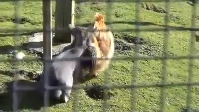 Strange and weird animal romance - amorous rabbit woos hard-to-get chicken! 91 смотреть онлайн