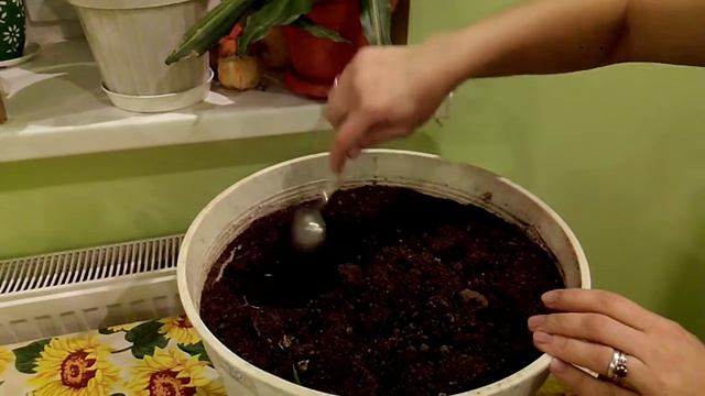 Эксперимент с имбирём. смотреть онлайн