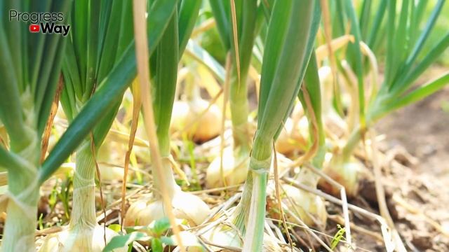 Лук Большой и Сочный! Лук Кормлю Только Этим! смотреть онлайн