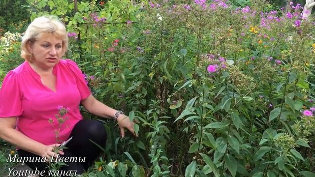 ФЛОКСЫ В АВГУСТЕ смотреть онлайн