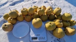 Груша Олимпик /Pears Olimpic
