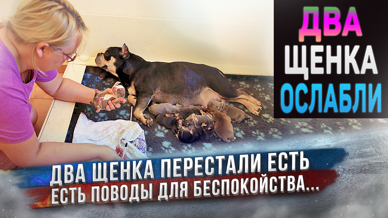 Щенки вызывают беспокойство. Двое не едят! ? 2-3 день жизни щенков Американского Булли. смотреть онлайн