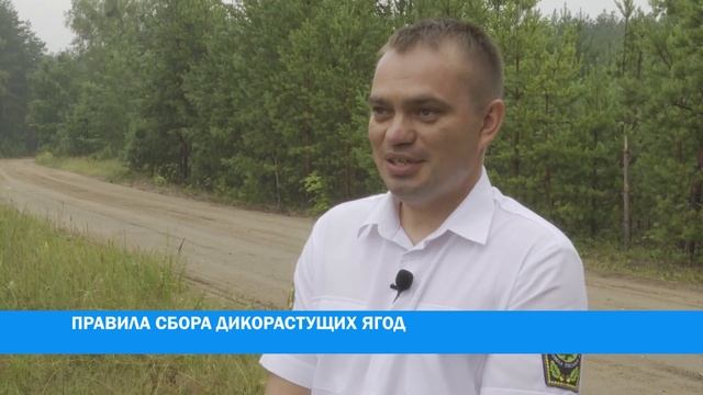 Правила сбора дикорастущих ягод