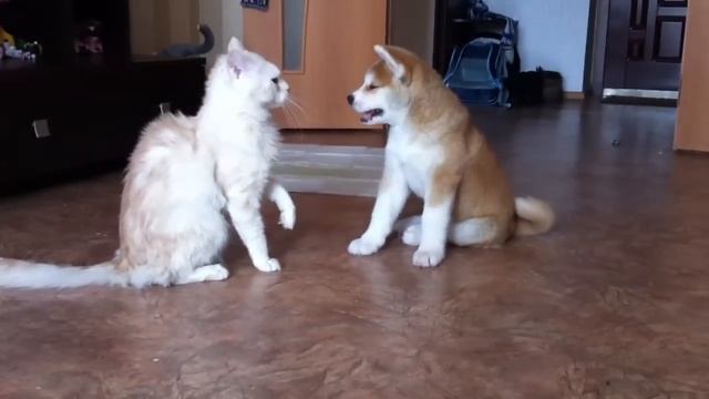 акита ину Фумико Кацуми Йоко ( 2 мес и неделя ) и котэ Макс смотреть онлайн