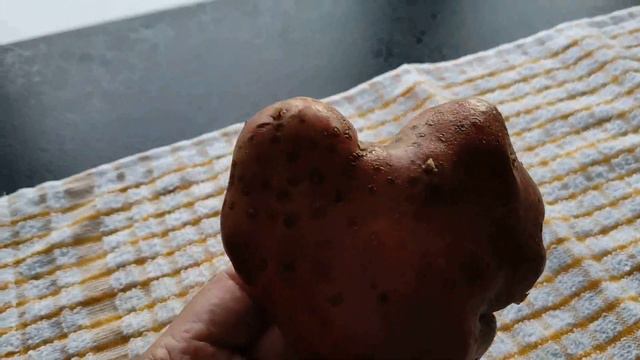 Картошка в форме сердца ! Всем желаем любви и добра ! Удивлению и радости не было предела . смотреть онлайн