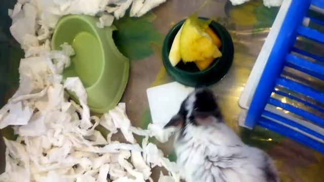 Чем кормить хомяка (часть вторая)