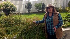 Стефанандра - идеальное растение для склонов