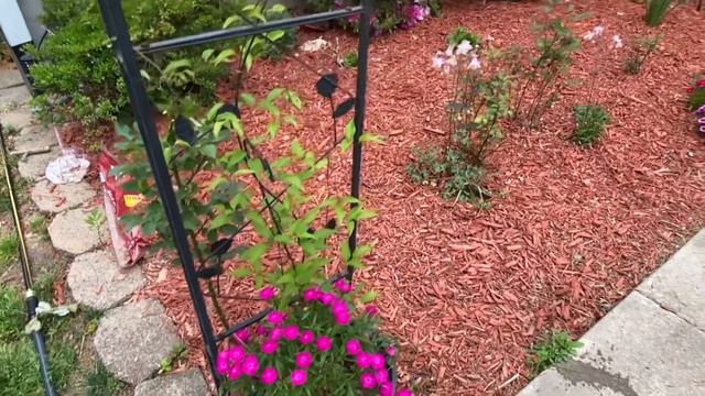 CLEMATIS UNA DE LAS FLORES MAS HERMOSAS EN MI JARDIN -La reina de las trepadoras смотреть онлайн