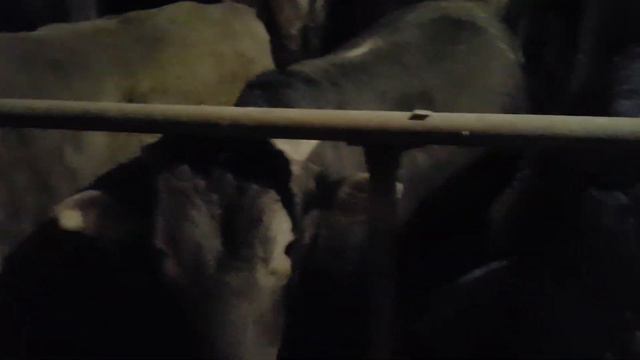 Упала цена на мясо, решил сдавать быков смотреть онлайн