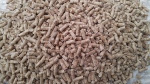 Домашние крысы. Всё о декоративных крысах, уход и содержание в домашних условиях