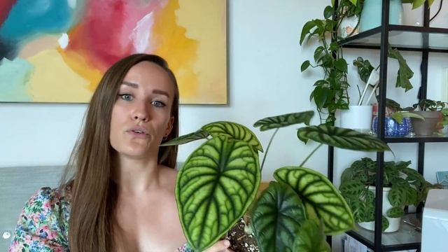 Alocasia Dragon Scale Care Tips