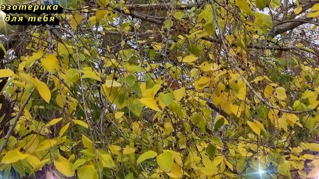 Сегодня 11 октября день процветания, Вселенная даст, о чём Вы мечтаете. Послание Архангела Михаила