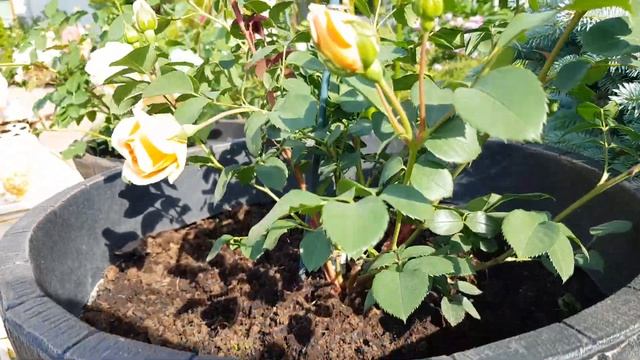 ???????Условия выращивания и зимовки моих роз в кашпо и контейнерах ??????? . смотреть онлайн