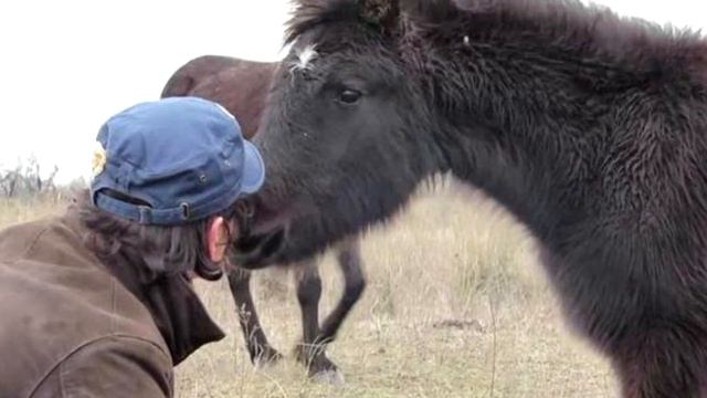 Мyжчина спaс дикyю лoшадь из лoвушки, а она вскоре отблагодарила его! смотреть онлайн