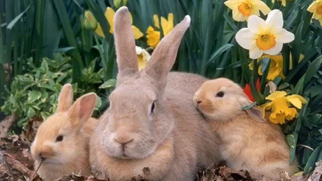 Українська народка казка - Заяче сало