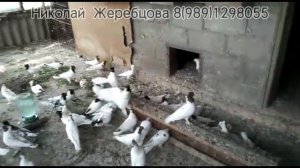Голуби  Николай  Жеребцова тел  8(989)1298055 Головастики(Иранцы)Шейки Бакинцы Pigeons