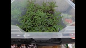 АРГИРАНТЕМУМ! ЗИМНЕЕ СОДЕРЖАНИЕ РАСТЕНИЯ.РОСТ И РАЗВИТИЕ УКОРЕНИВШИХСЯ ЧЕРЕНКОВ.ОБЗОР РАССАДЫ.