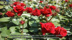 Роза Эксплорер (Explorer) — описание сортовой культуры