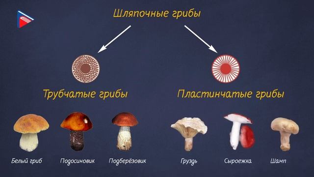 6 класс - Биология - Грибы. Общая характеристика смотреть онлайн