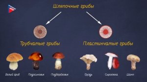 6 класс - Биология - Грибы. Общая характеристика